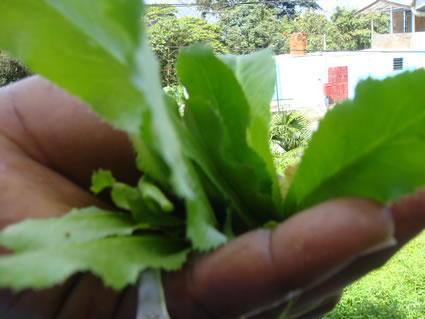 Shadon beni plant held in hand on the island of Tobago.