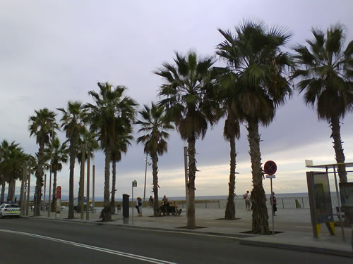 Teaching English in Barcelona and enjoy palm trees by the sea.