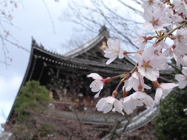 Cherry Blossoms in front of a Japanese temple. Teaching English in Japan.