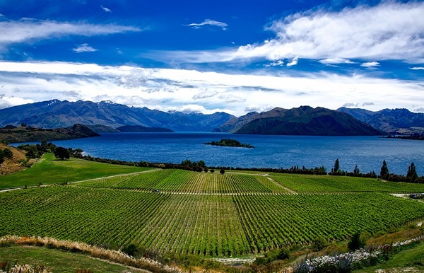 You can harvest grapes on a farm seasonally in New Zealand.