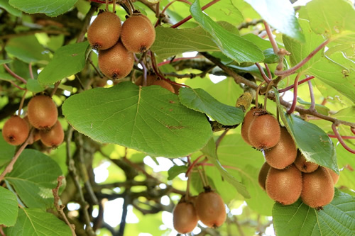 Kiwi fruit almost ready to be harvested in New Zealand.