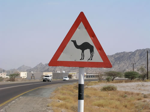 Camel crossing while teaching in Dubai.
