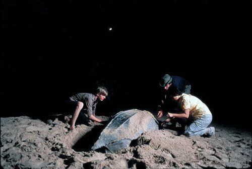 Volunteers help beached leatherback sea turtles with Earthwatch.