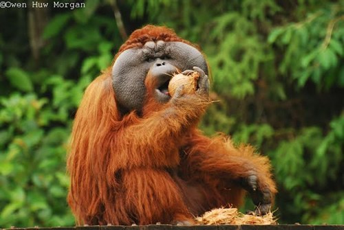 Volunteers help with Orangutans in Borneo.