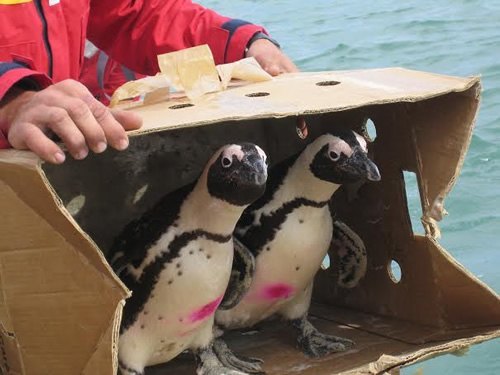 Volunteers with SANCCOB save African penguins.