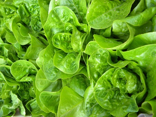 Beautiful, gleaming green lettuce.