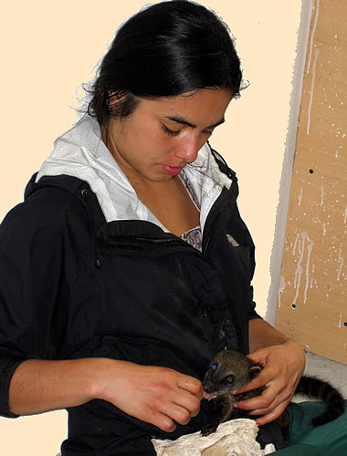 A volunteer Chilean veteranarian feeds a baby coati in Ecuador.