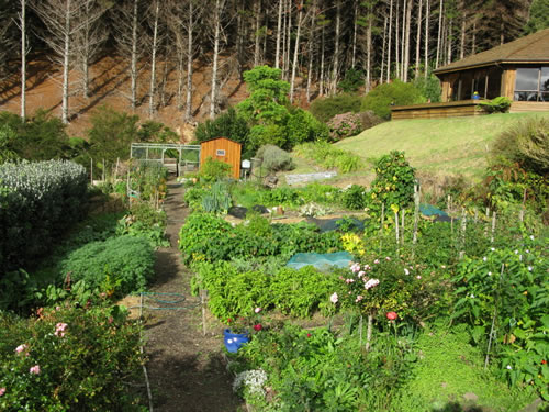 Organic garden at Mana in New Zealand.