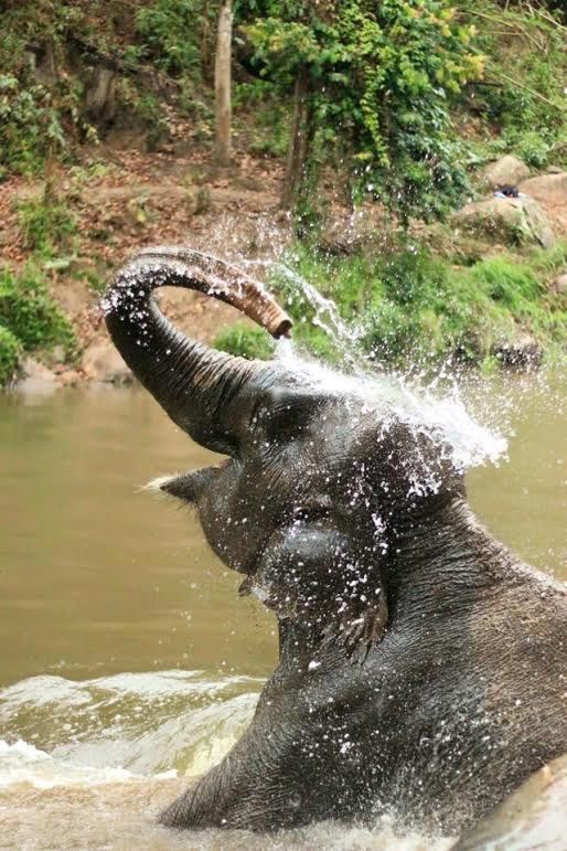 A bathing elephant frolics in the river.