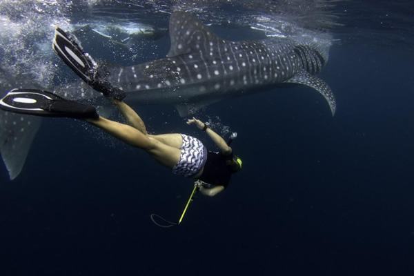 A volunteer helps gather data on whale sharks.