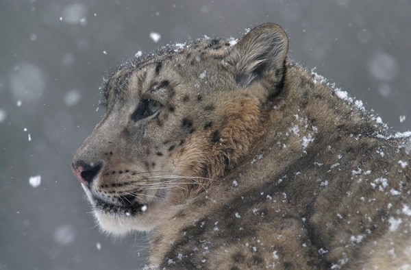 A snow leopard of the Tian Shan mountains in Central Asia.