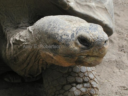 Voluntourism in the Galapagos saving tortoises.
