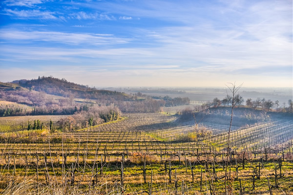 A typical vineyard in the Friuli