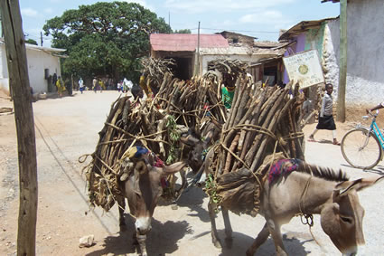 Ethiopian streets with donkeys carrying wood.
