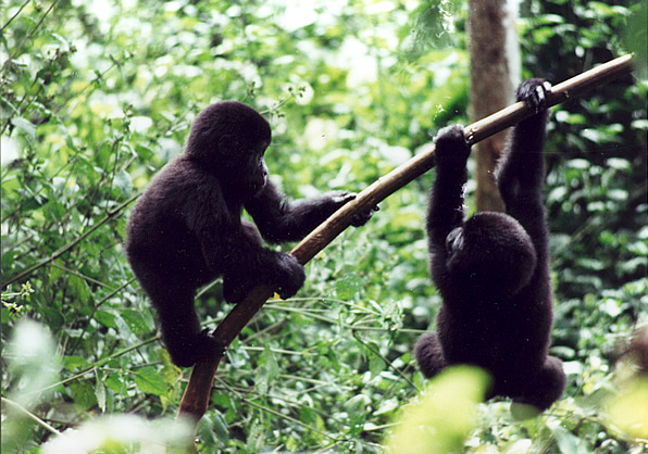 Gorillas playing in Uganda.