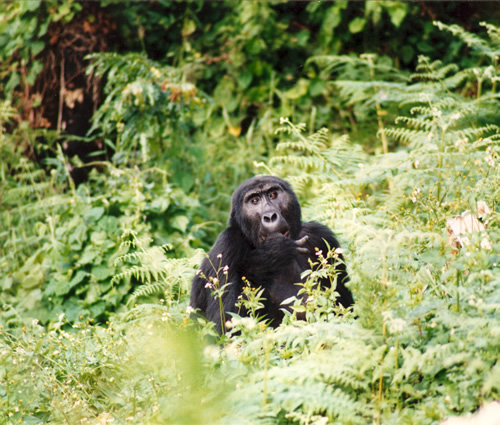 A gazing gorilla.
