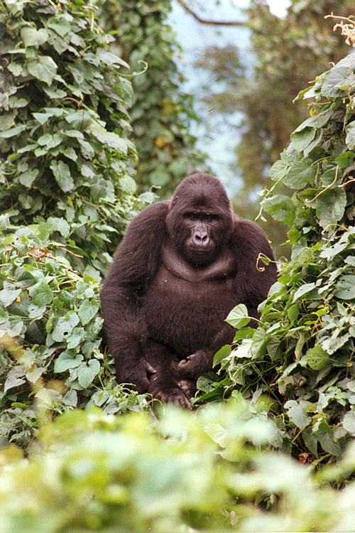 A tall gorilla.