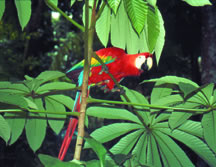 Macaw