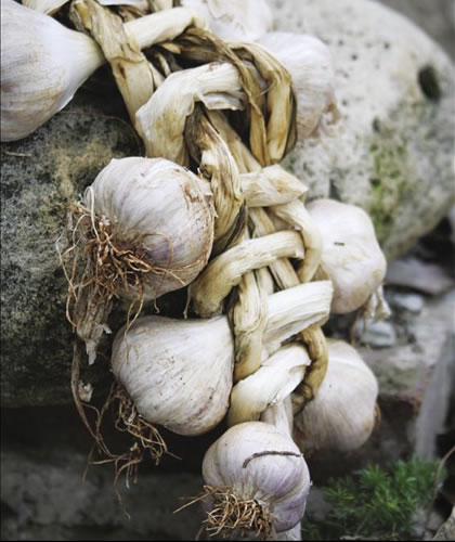 Fresh garlic use cooking school.