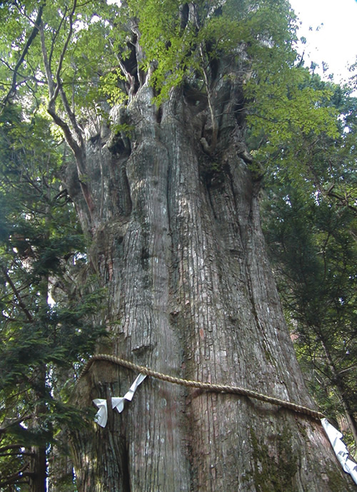 Hiking the Kumano road in Japan hiking and seeing a 3,000 year-old tree