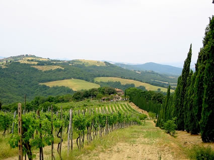 Typical vineyard in Tuscany, lined with cypress trees.