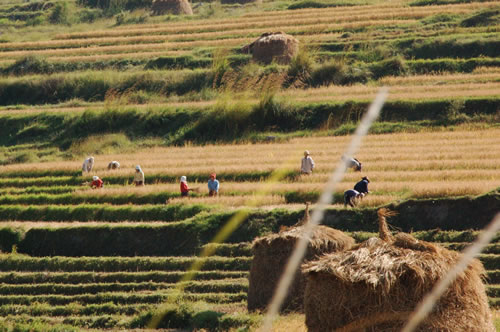 Agriculture in Bhutan