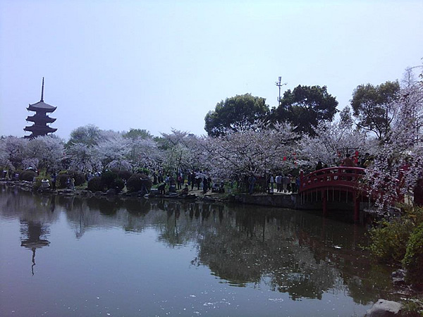 Wuhan, China Cherry Blossom Park.