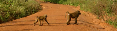 Baboon Crossing, Mole National Park, in Ghana.