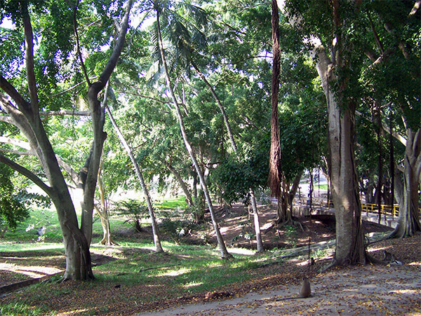 Academic bridge in the forest on the campus of Dar Es Salaam in Tanzania.