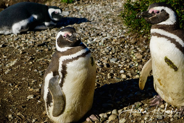 Penguins walking on dry land on Isla Martillo, Argentina.