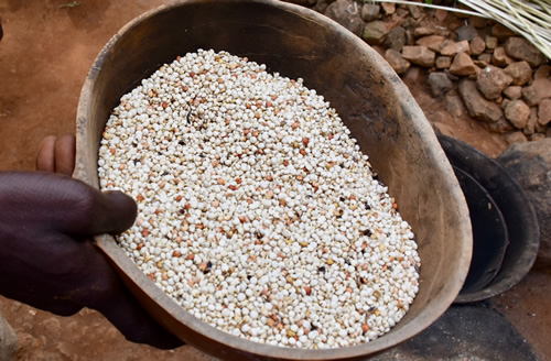 The millet retrieved in a bowl from the central granary