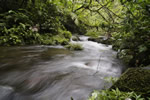 A river flowing in a Costa Rican rainforest.