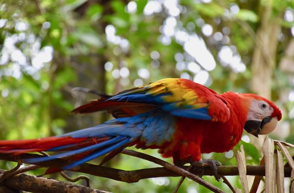 Rehabilitated scarlet macaw in KSTR sanctuary