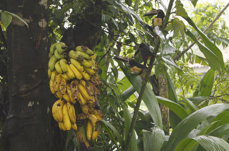 A toucan perched next to some bananas