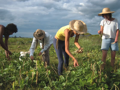 Farm work abroad with workers picking crops in a field.