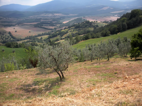 Independent Travel in the green rolling hills of Tuscany, Italy.