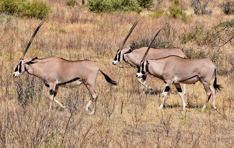 Oryx in Kenya
