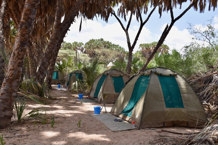 Campsite under trees.