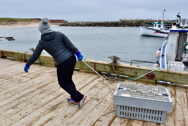 Containers with fresh lobsters are rushed away