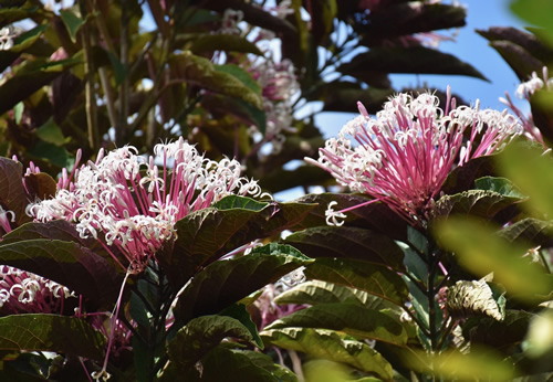 Exotic flower in Jardin de Bonville