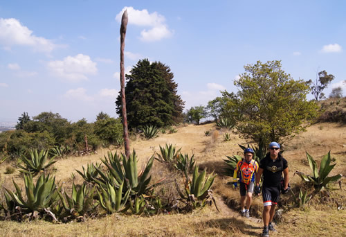 Magueys in the mountains of central Mexico