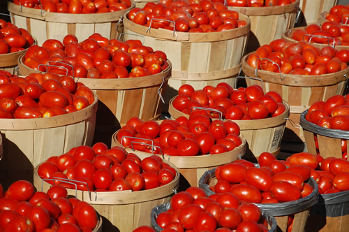 Fresh tomatoes in big baskets at the Jean-Talon Market in Montreal.