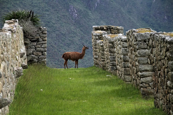 A llama amid the ruins of Machu Picchu.
