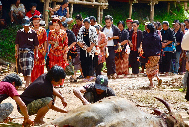 Buffalo sacrifice in Sulawesi, Indonesia