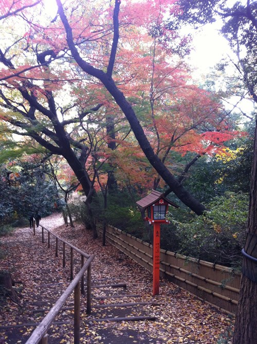 Autumn leaves in a park in Tokyo