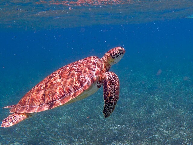 Volunteer in Belize