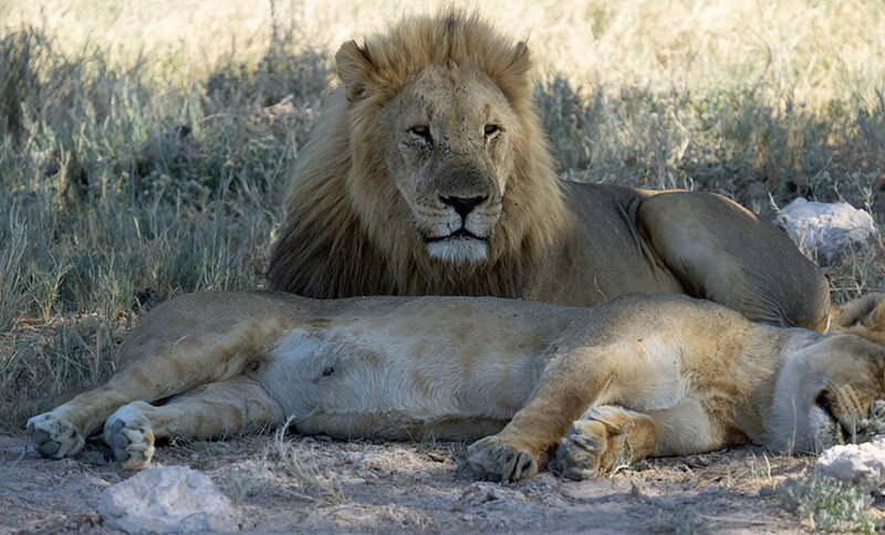 Teen volunteering projects in Zimbabwe rescuing and releasing lions in need.