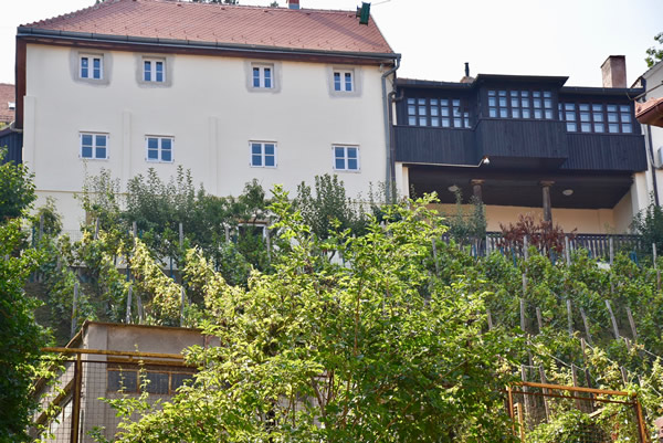 There are a lot of vineyards just around Zagreb.