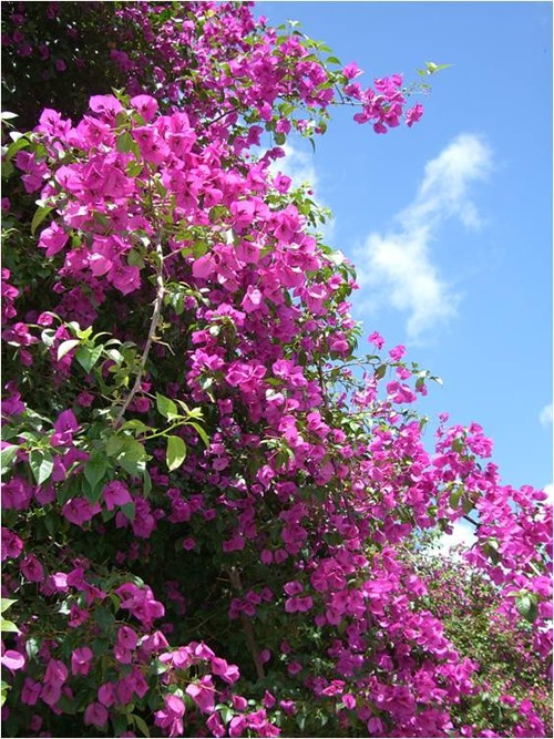 Pink blooms in Porto Alegre, Brazil