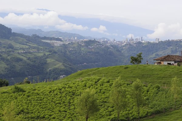 A coffee grove in the beautiful Colombia Manizales countryside.